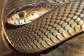 Mozambique Spitting Cobra, Wildlife Reserve Botswana Royalty Free Stock Photo