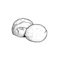 Mozzarella cheese balls. Hand drawn sketch style drawing of traditional Italian cheese made from buffalo milk. Fresh soft butter c