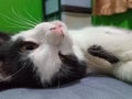Close up portrait of a black and white cat lying down, showing cute pink nose, whiskers, and expressive eyes Royalty Free Stock Photo