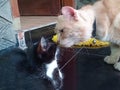 Two domestic cats interacting closely, a cream-colored cat gently sniffing a black and white cat. Royalty Free Stock Photo