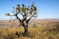 Mpumalanga region near Graskop. Blyde river canyon, South Africa Royalty Free Stock Photo