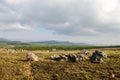 Mpumalanga region near Graskop. Blyde river canyon, South Africa Royalty Free Stock Photo