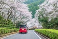 MPV car along cherry blossom, Izumi Shikibu Park, Kashima