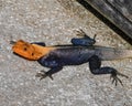 Mr. African Red-Headed Agama Royalty Free Stock Photo