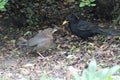 Mr Blackbird feeding his chick Royalty Free Stock Photo