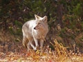 Mr. Coyote Royalty Free Stock Photo