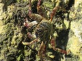 Mr. Crabby stroll on mombasa& x27;s coral reefs