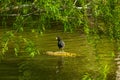 Mr. Duck enjoying te day. Royalty Free Stock Photo