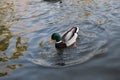 mr.duck, pond, wild nature, winter