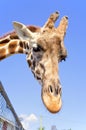 Mr. Giraffe says hello! Royalty Free Stock Photo