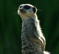 Mr Meerkat Royalty Free Stock Photo
