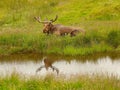 Mr Moose Royalty Free Stock Photo