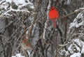 Mr. and Mrs. Cardinal Royalty Free Stock Photo