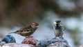 Mr and Mrs House Sparrow