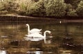 Mr & Mrs Swan in Pill Creek Royalty Free Stock Photo