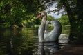 Mr. Swan in good light Royalty Free Stock Photo