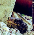 Mr. Toad