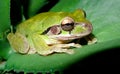 Mr. Tree Frog at night