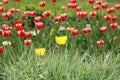 Many red tulips dutch landscape Royalty Free Stock Photo