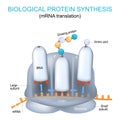 MRNA translation and the synthesis of proteins by a ribosome Royalty Free Stock Photo