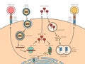 mRNA vaccine mechanism of action diagram science