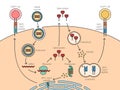 mRNA vaccine mechanism of action diagram science Royalty Free Stock Photo