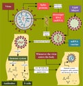 MRNA vaccine mechanism in relation to human body