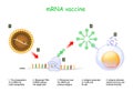 MRNA vaccine Royalty Free Stock Photo