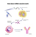 MRNA vaccine schematic illustration. Coronavirus RNA vaccine mechanism of action Royalty Free Stock Photo