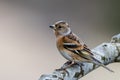 Mrs Brambling Royalty Free Stock Photo