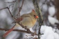 Mrs. Cardinal Royalty Free Stock Photo