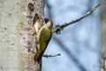 Mrs G Woodpecker Royalty Free Stock Photo