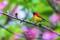 Mrs. Gould`s Sunbird or Aethopyga gouldiae, beautiful bird perching on branch with green background. Royalty Free Stock Photo