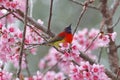 Mrs Gould`s sunbird Aethopyga gouldiae Beautiful Male Birds on the flower Royalty Free Stock Photo