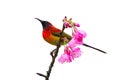 Mrs. Gould`s Sunbird or Aethopyga gouldiae, beautiful red bird isolated perching on branch with pink flower in nature. Royalty Free Stock Photo