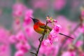 Mrs. Gould`s Sunbird or Aethopyga gouldiae, beautiful red bird perching on branch with pink flower in nature. Royalty Free Stock Photo