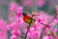 Mrs. Gould`s Sunbird or Aethopyga gouldiae, beautiful red bird perching on branch with pink flower in nature.