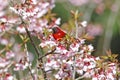 Mrs Gould`s sunbird Aethopyga gouldiae Male Birds and Flower Royalty Free Stock Photo