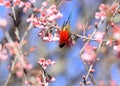 Mrs Gould`s sunbird Aethopyga gouldiae Male Birds of Thailand.Bi Royalty Free Stock Photo