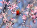 Mrs Gould`s sunbird Aethopyga gouldiae Male Birds of Thailand.Bi Royalty Free Stock Photo