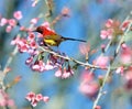 Mrs Gould`s sunbird Aethopyga gouldiae Male Birds of Thailand.Bi Royalty Free Stock Photo