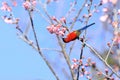 Mrs Gould`s sunbird Aethopyga gouldiae Male Birds of Thailand.Bi Royalty Free Stock Photo