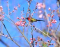 Mrs Gould`s sunbird Aethopyga gouldiae Male Birds of Thailand.Bi Royalty Free Stock Photo