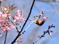 Mrs Gould`s sunbird Aethopyga gouldiae Male Birds of Thailand.Bi Royalty Free Stock Photo