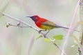 Mrs Gould's sunbird Aethopyga gouldiae Male Birds of Thailand Royalty Free Stock Photo