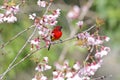 Mrs Gould's sunbird Aethopyga gouldiae Male Birds of Thailand Royalty Free Stock Photo