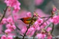 Mrs. Gould`s Sunbird or Aethopyga gouldiae, red bird perching on Royalty Free Stock Photo