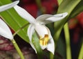 Mrs. Moss' Coelogyne Orchid Royalty Free Stock Photo