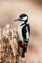 Mrs Woodpecker Royalty Free Stock Photo