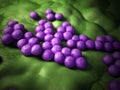 The mrsa - close up Royalty Free Stock Photo